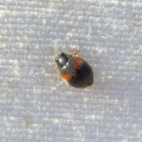 Réf. 270 089 : Scymnus interruptus